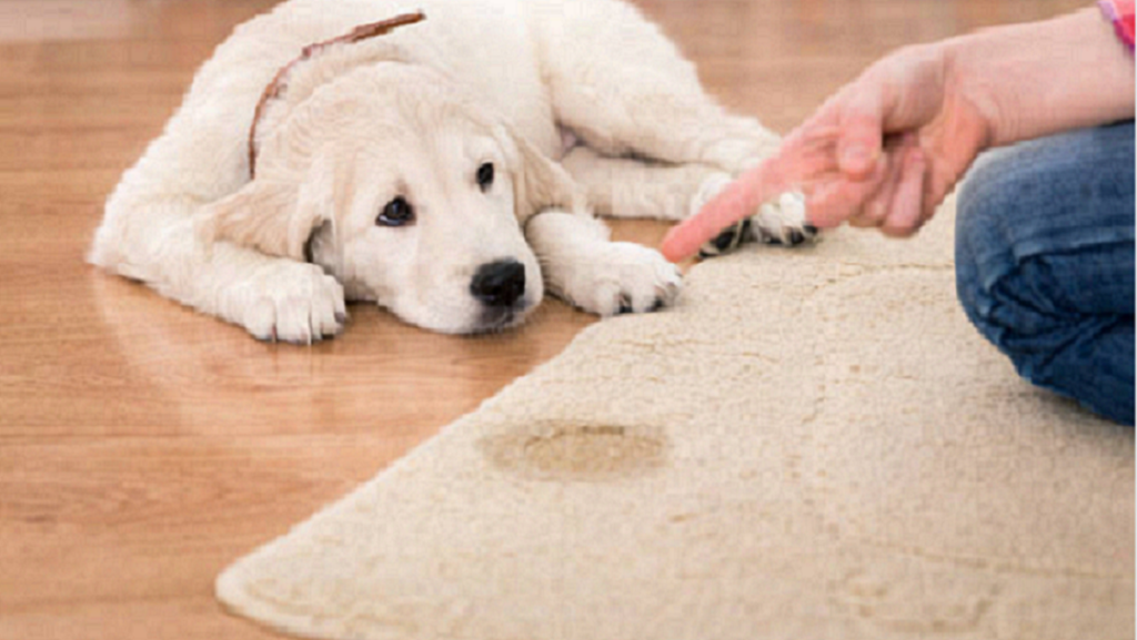 Negative Health Effects of Pet Urine on Carpet