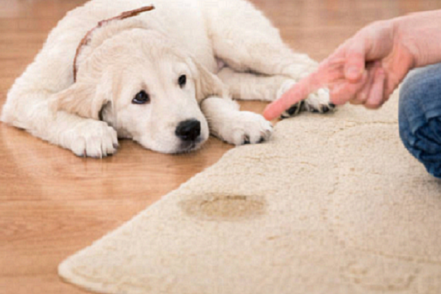 Negative Health Effects of Pet Urine on Carpet