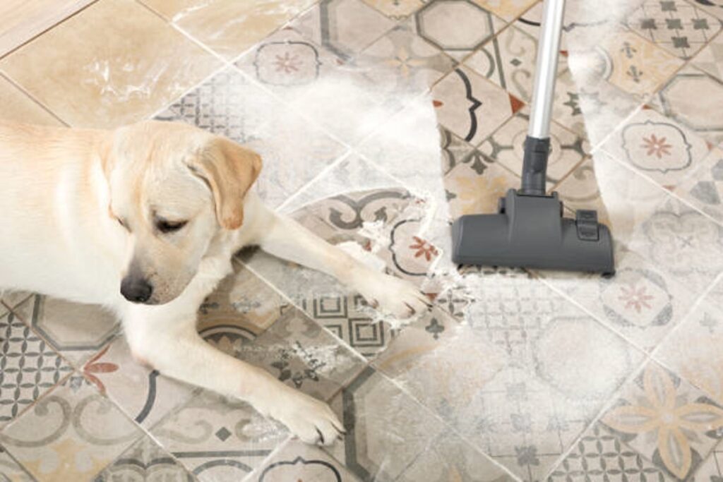 Pet stains on carpet